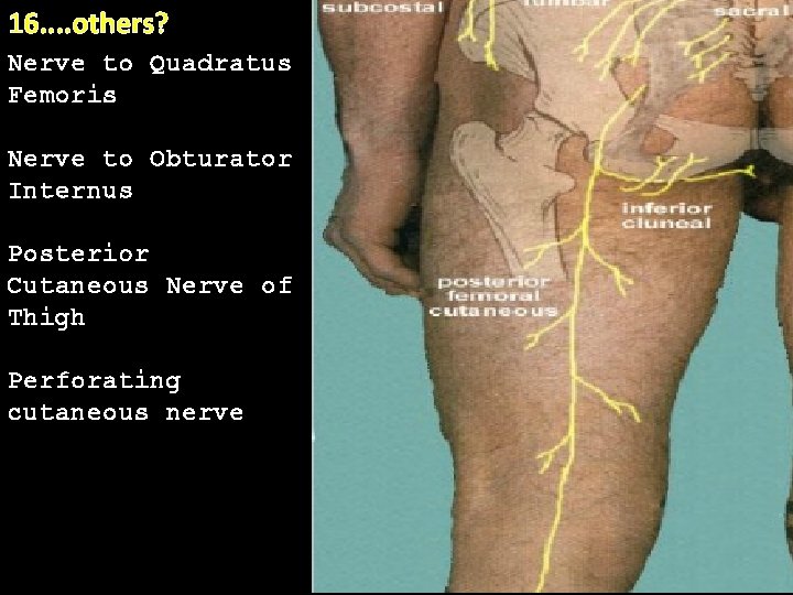 16. . others? Nerve to Quadratus Femoris. Nerve to Obturator Internus Posterior Cutaneous Nerve