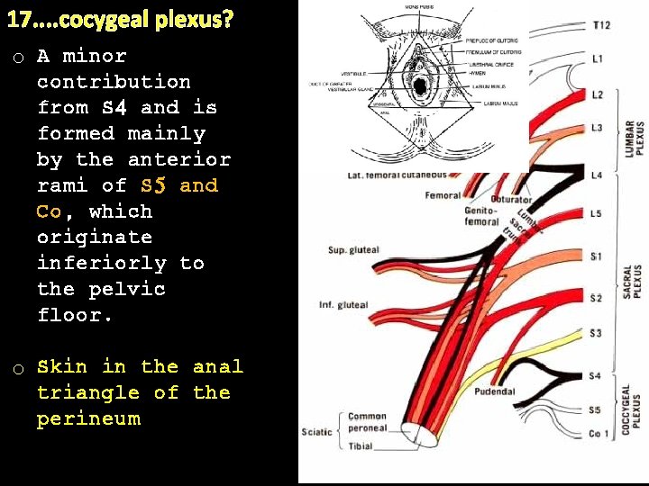 17. . cocygeal plexus? o A minor. contribution from S 4 and is formed
