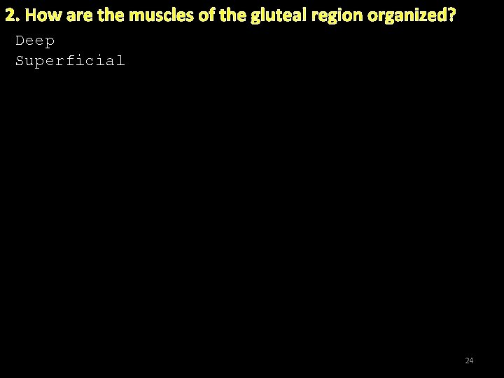 2. How are the muscles of the gluteal region organized? Deep Superficial. 24 