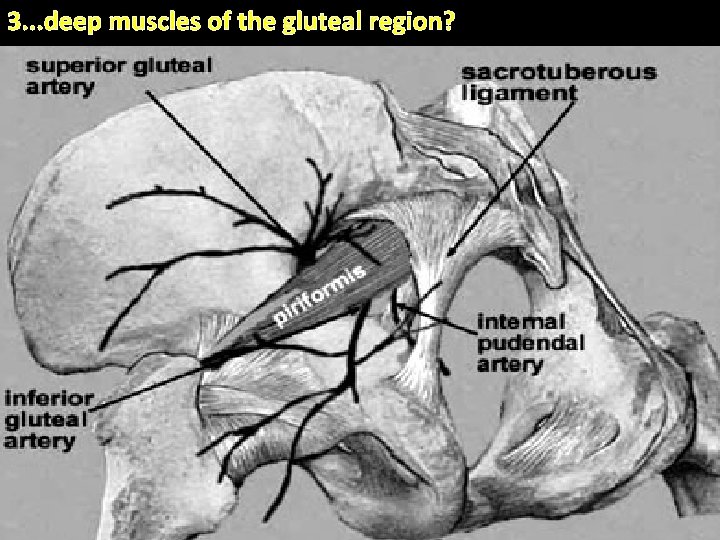 3. . . deep muscles of the gluteal region? . 25 