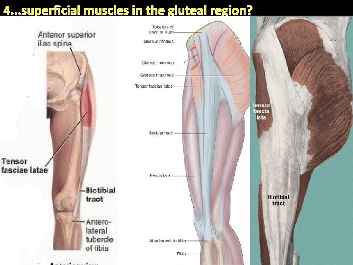 4. . . superficial muscles in the gluteal region? . External surface of ilium