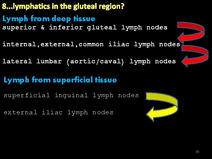 8. . . lymphatics in the gluteal region? Lymph from deep tissue superior &