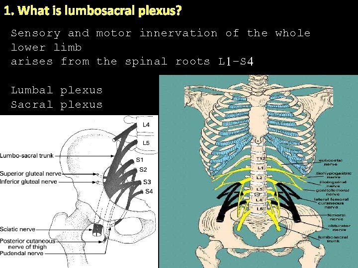 1. What is lumbosacral plexus? Sensory and motor innervation of the whole. lower limb