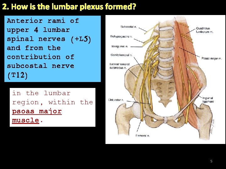 2. How is the lumbar plexus formed? Anterior rami of. upper 4 lumbar spinal