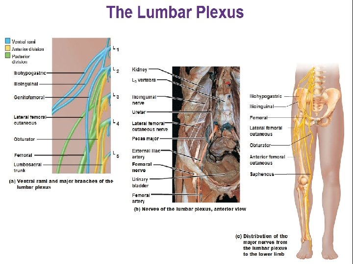 3. Nerves of the lumbar plexus? . L 1 gives rise to the iliohypogastric