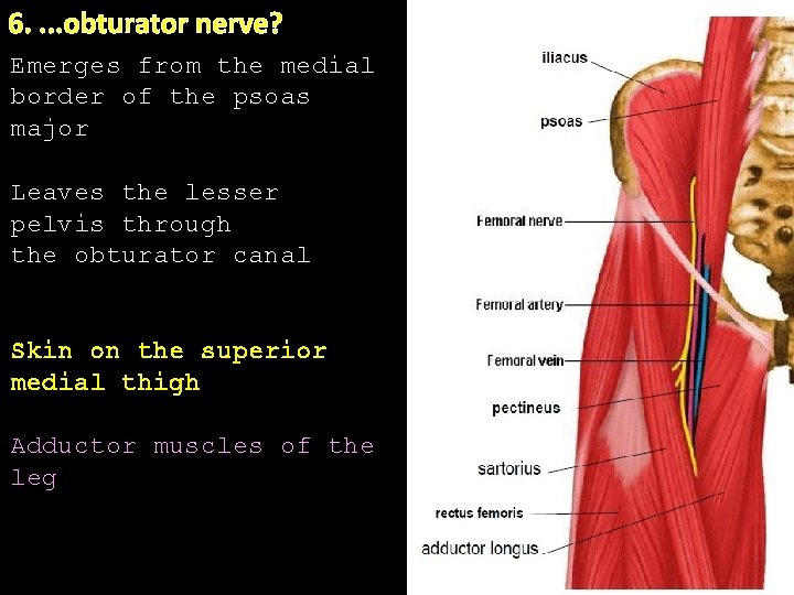 6. . obturator nerve? Emerges from the medial border of the psoas. major Leaves
