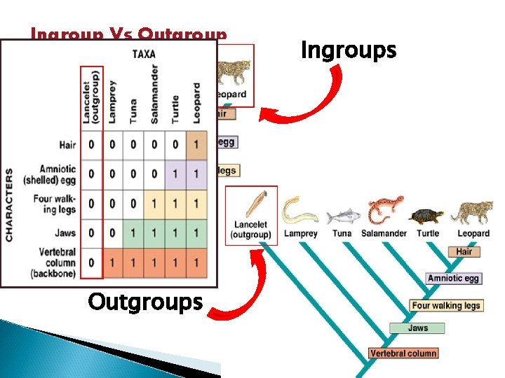 Ingroup Vs Outgroups Ingroups 