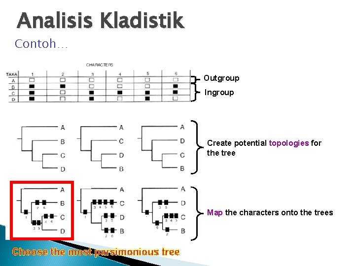 Analisis Kladistik Contoh… Outgroup Ingroup Create potential topologies for the tree Map the characters