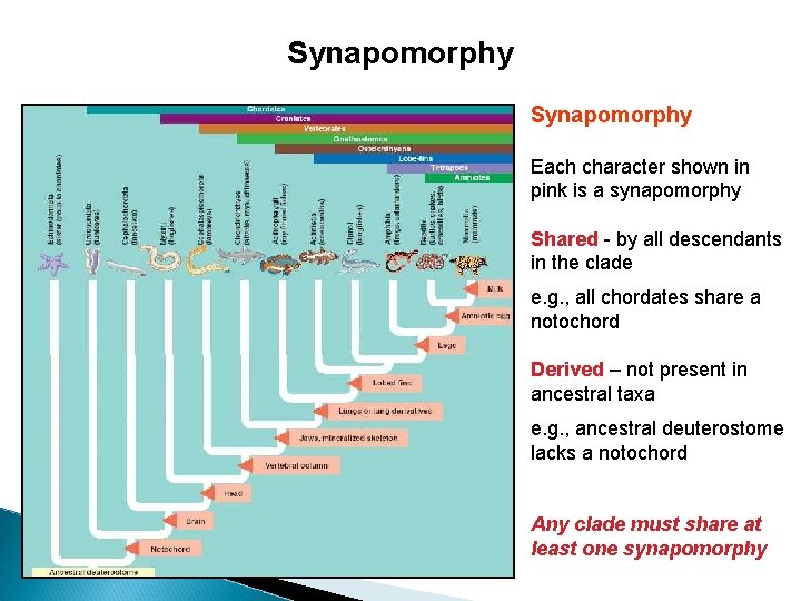 Synapomorphy Each character shown in pink is a synapomorphy Shared - by all descendants
