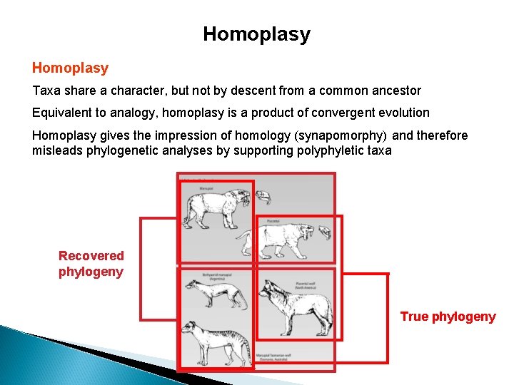 Homoplasy Taxa share a character, but not by descent from a common ancestor Equivalent