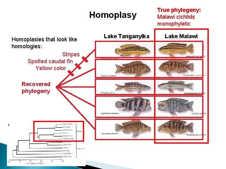 Homoplasy Homoplasies that look like homologies: Stripes Spotted caudal fin Yellow color Recovered phylogeny