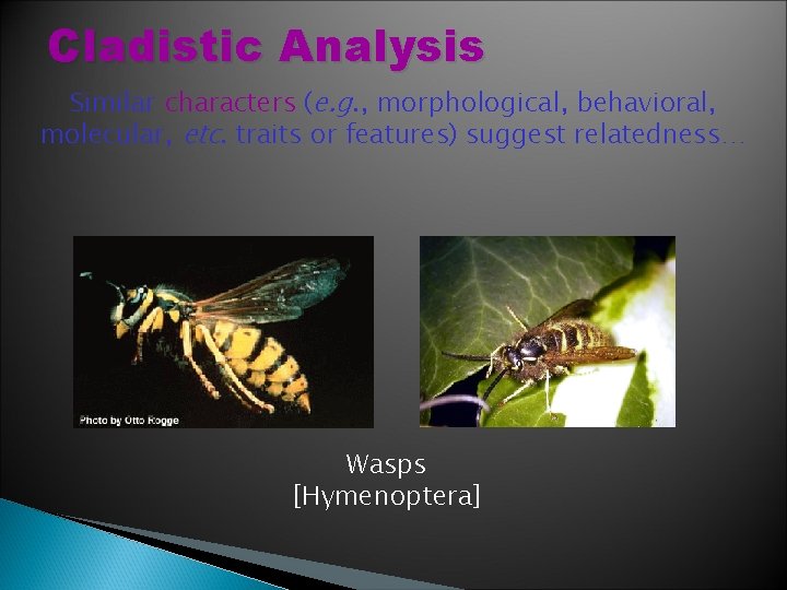 Cladistic Analysis Similar characters (e. g. , morphological, behavioral, molecular, etc. traits or features)