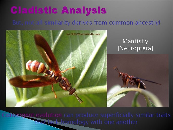 Cladistic Analysis But, not all similarity derives from common ancestry! Mantisfly [Neuroptera] Convergent evolution