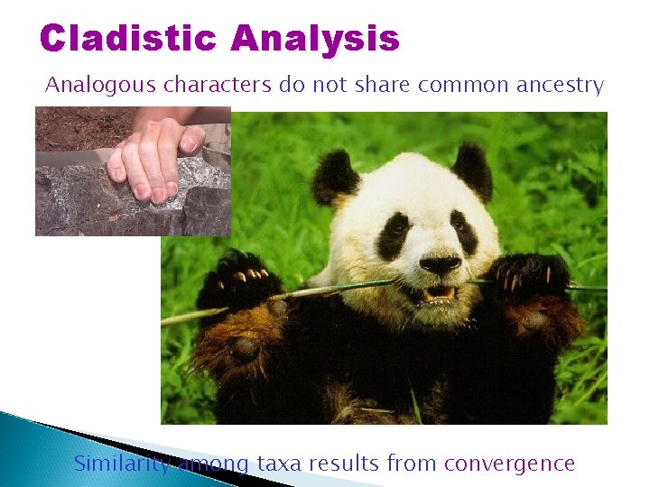 Cladistic Analysis Analogous characters do not share common ancestry Similarity among taxa results from