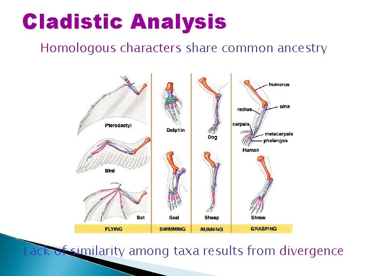 Cladistic Analysis Homologous characters share common ancestry Lack of similarity among taxa results from