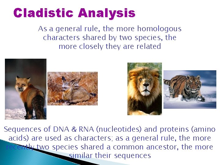 Cladistic Analysis As a general rule, the more homologous characters shared by two species,