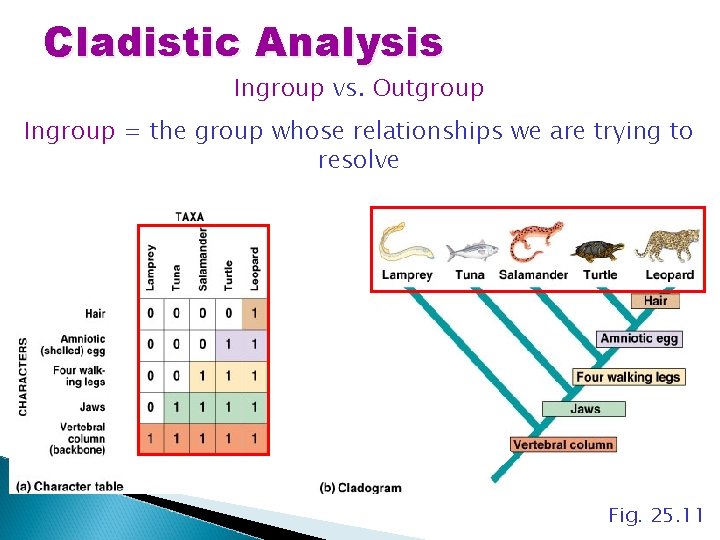 Cladistic Analysis Ingroup vs. Outgroup Ingroup = the group whose relationships we are trying