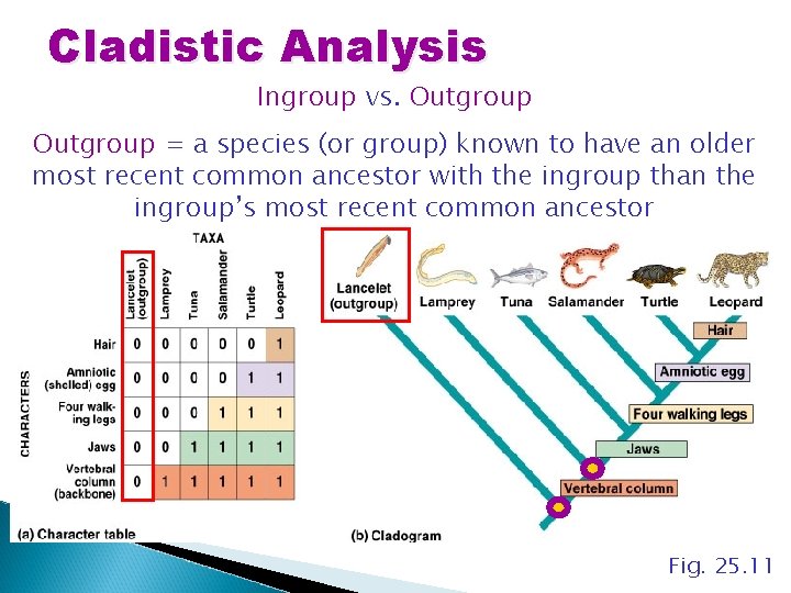 Cladistic Analysis Ingroup vs. Outgroup = a species (or group) known to have an