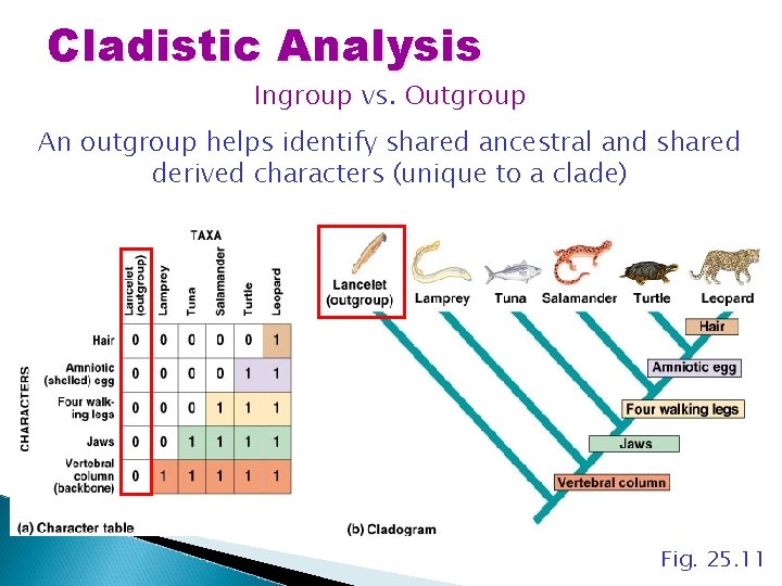 Cladistic Analysis Ingroup vs. Outgroup An outgroup helps identify shared ancestral and shared derived