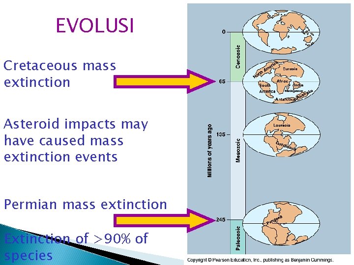 EVOLUSI Cretaceous mass extinction Asteroid impacts may have caused mass extinction events Permian mass