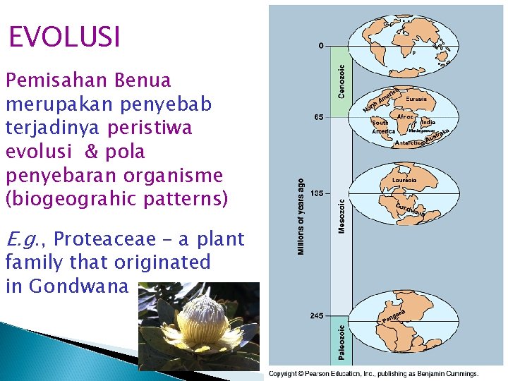 EVOLUSI Pemisahan Benua merupakan penyebab terjadinya peristiwa evolusi & pola penyebaran organisme (biogeograhic patterns)