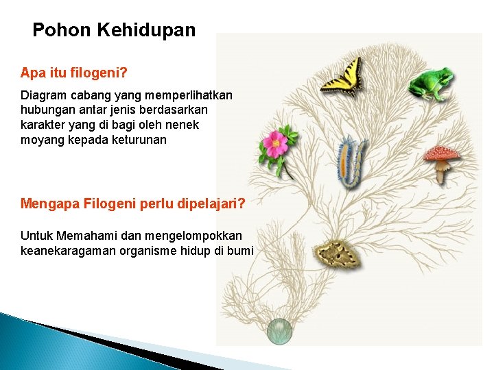 Pohon Kehidupan Apa itu filogeni? Diagram cabang yang memperlihatkan hubungan antar jenis berdasarkan karakter