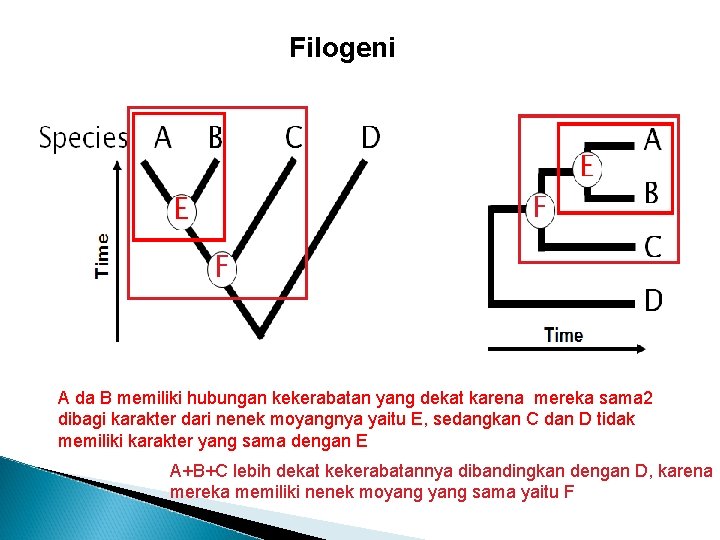 Filogeni Species: A B D F E Time C E F A B C