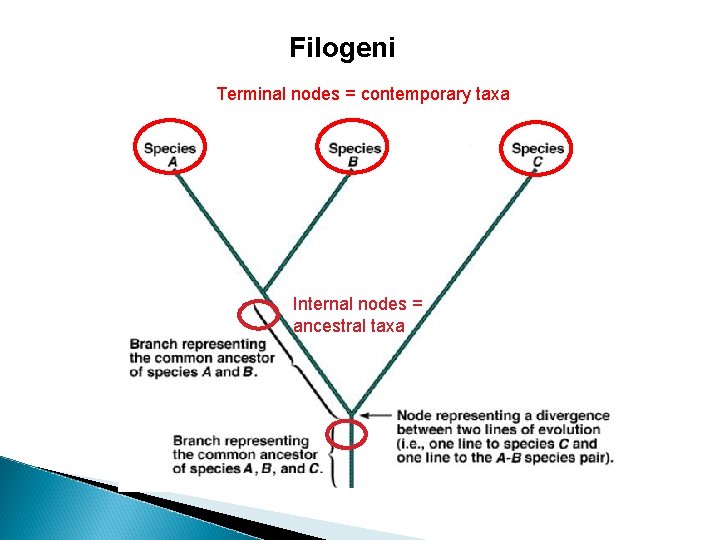 Filogeni Terminal nodes = contemporary taxa Internal nodes = ancestral taxa 
