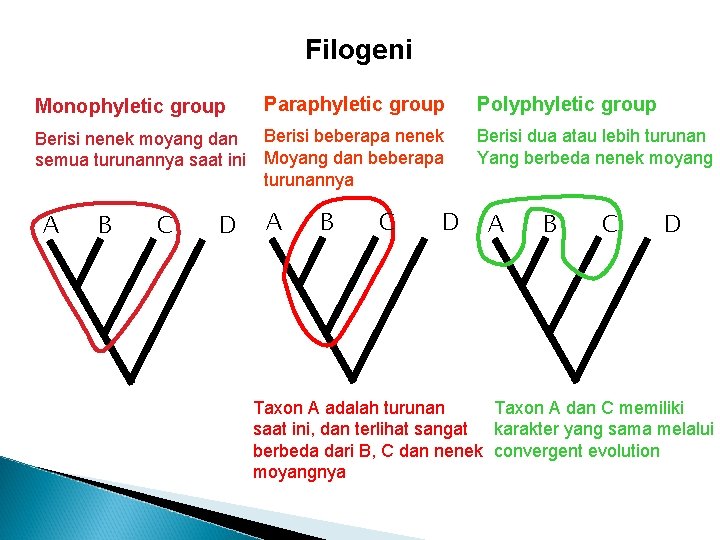 Filogeni Monophyletic group Paraphyletic group Berisi nenek moyang dan Berisi beberapa nenek semua turunannya