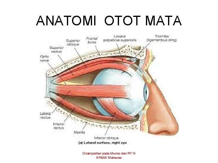 ANATOMI OTOT MATA Disampaikan pada Munas dan PIT IV IKPAMI Makassar 