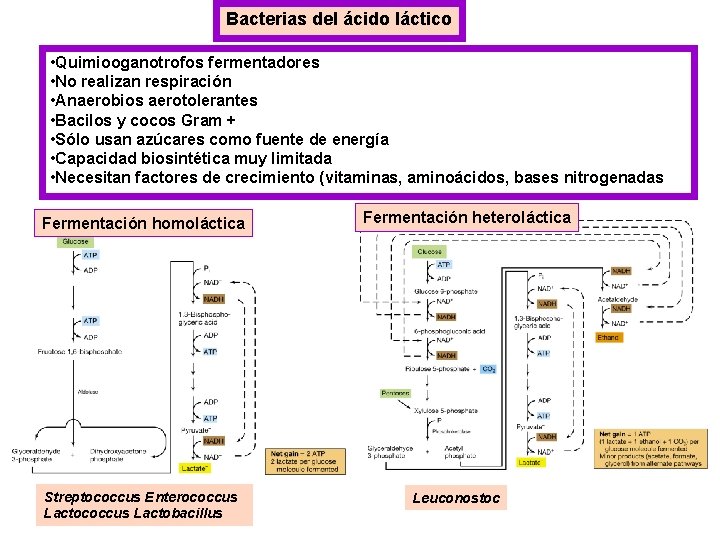 Bacterias del ácido láctico • Quimiooganotrofos fermentadores • No realizan respiración • Anaerobios aerotolerantes