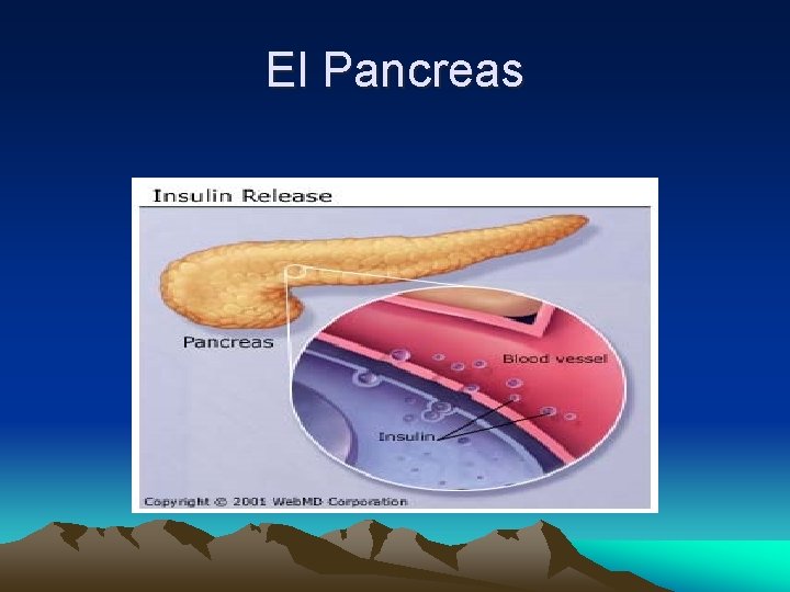 El Pancreas 