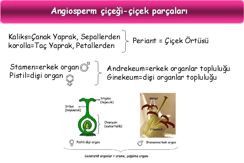 Angiosperm çiçeği-çiçek parçaları Kaliks=Çanak Yaprak, Sepallerden korolla=Taç Yaprak, Petallerden Stamen=erkek organ Pistil=dişi organ Periant