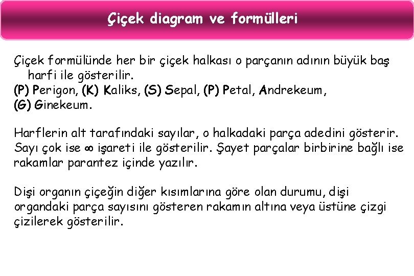 Çiçek diagram ve formülleri Çiçek formülünde her bir çiçek halkası o parçanın adının büyük