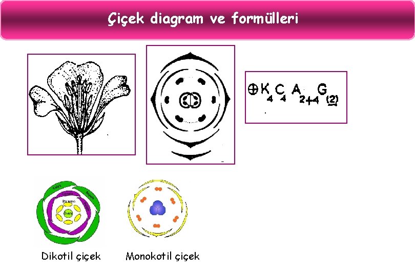 Çiçek diagram ve formülleri Dikotil çiçek Monokotil çiçek 