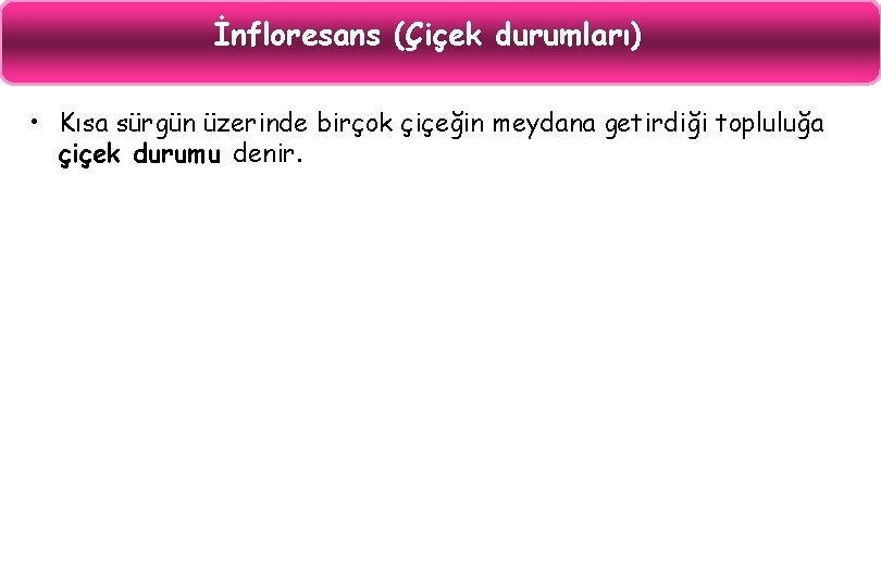 İnfloresans (Çiçek durumları) • Kısa sürgün üzerinde birçok çiçeğin meydana getirdiği topluluğa çiçek durumu
