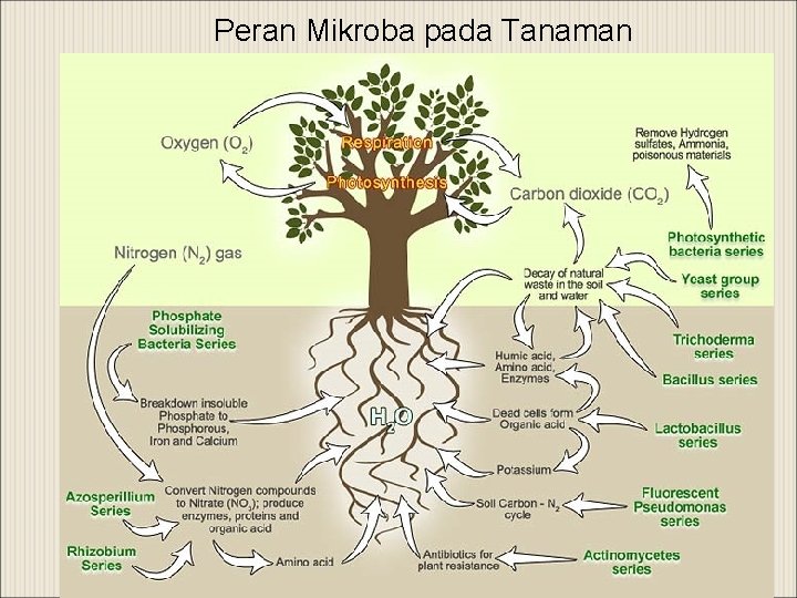 Peran Mikroba pada Tanaman 