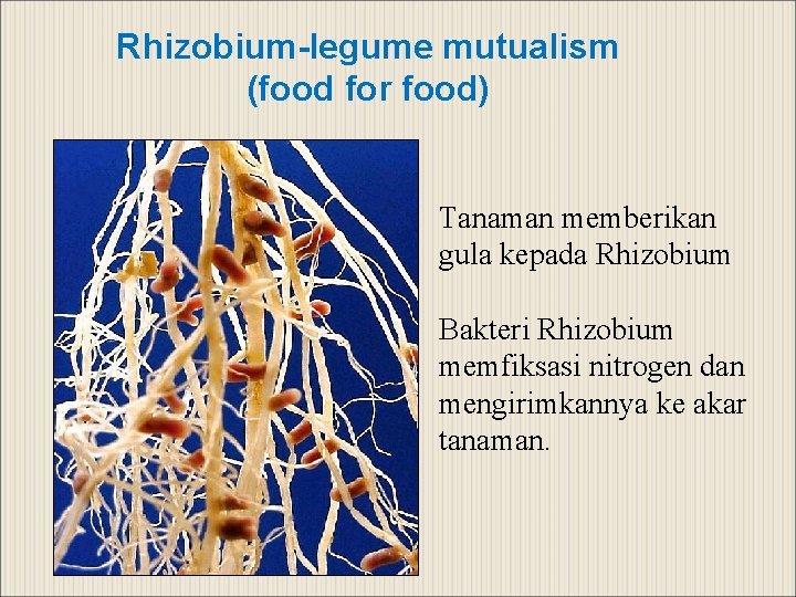 Rhizobium-legume mutualism (food for food) Tanaman memberikan gula kepada Rhizobium Bakteri Rhizobium memfiksasi nitrogen