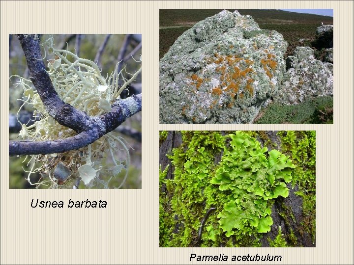 Usnea barbata Parmelia acetubulum 