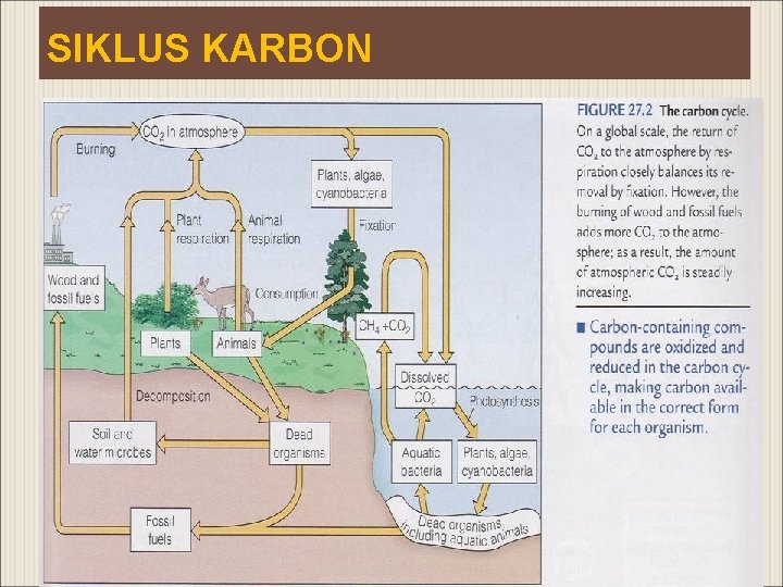 SIKLUS KARBON 