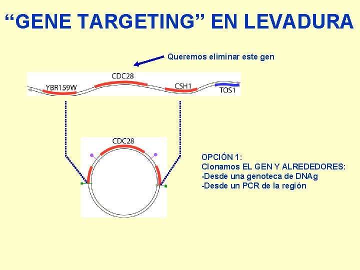“GENE TARGETING” EN LEVADURA Queremos eliminar este gen OPCIÓN 1: Clonamos EL GEN Y