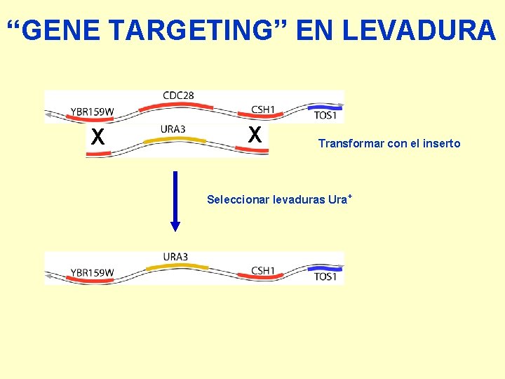 “GENE TARGETING” EN LEVADURA X X Transformar con el inserto Seleccionar levaduras Ura+ 