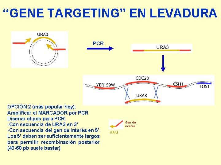 “GENE TARGETING” EN LEVADURA PCR OPCIÓN 2 (más popular hoy): Amplificar el MARCADOR por