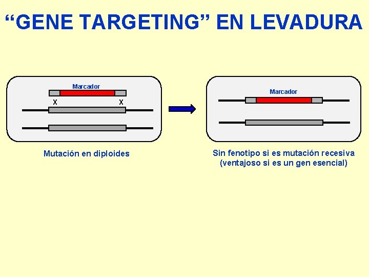 “GENE TARGETING” EN LEVADURA Marcador X Mutación en diploides Sin fenotipo si es mutación