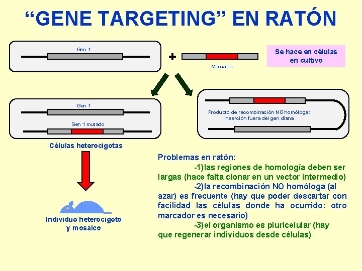 “GENE TARGETING” EN RATÓN Gen 1 + Marcador Se hace en células en cultivo