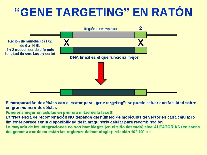 “GENE TARGETING” EN RATÓN 1 Región de homología (1+2) de 6 a 14 Kb