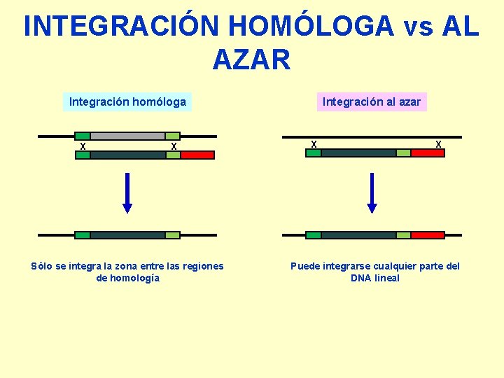 INTEGRACIÓN HOMÓLOGA vs AL AZAR Integración homóloga X X Sólo se integra la zona