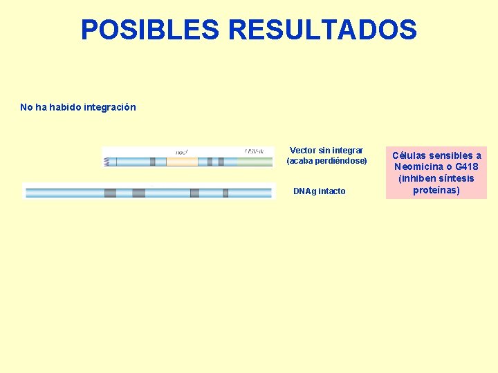 POSIBLES RESULTADOS No ha habido integración Vector sin integrar (acaba perdiéndose) DNAg intacto Células