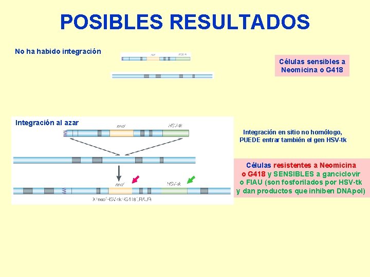 POSIBLES RESULTADOS No ha habido integración Células sensibles a Neomicina o G 418 Integración