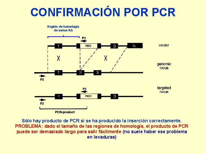 CONFIRMACIÓN POR PCR Región de homología de varias Kb Sólo hay producto de PCR